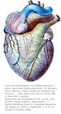 Herz